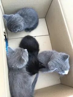 Куда пристроить навсегда