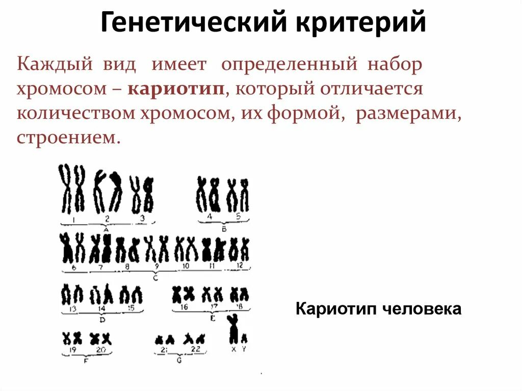 Количество хромосом в кариотипе человека. Хромосомный набор кариотип человека. Кариотип набор хромосом. Характеристика кариотипа человека. Кариотип типы хромосом.