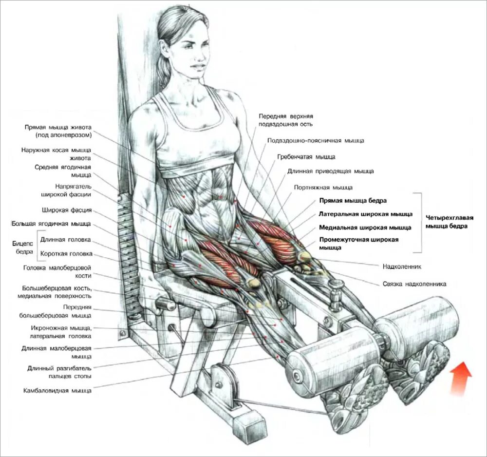 Как накачать внутренние мышцы. Тренировка ног в тренажере схемы. Техника выполнения силовых упражнений в тренажерном зале. Разгибание ног в тренажере сидя анатомия. Упражнения для четырехглавой мышцы бедра на тренажерах.