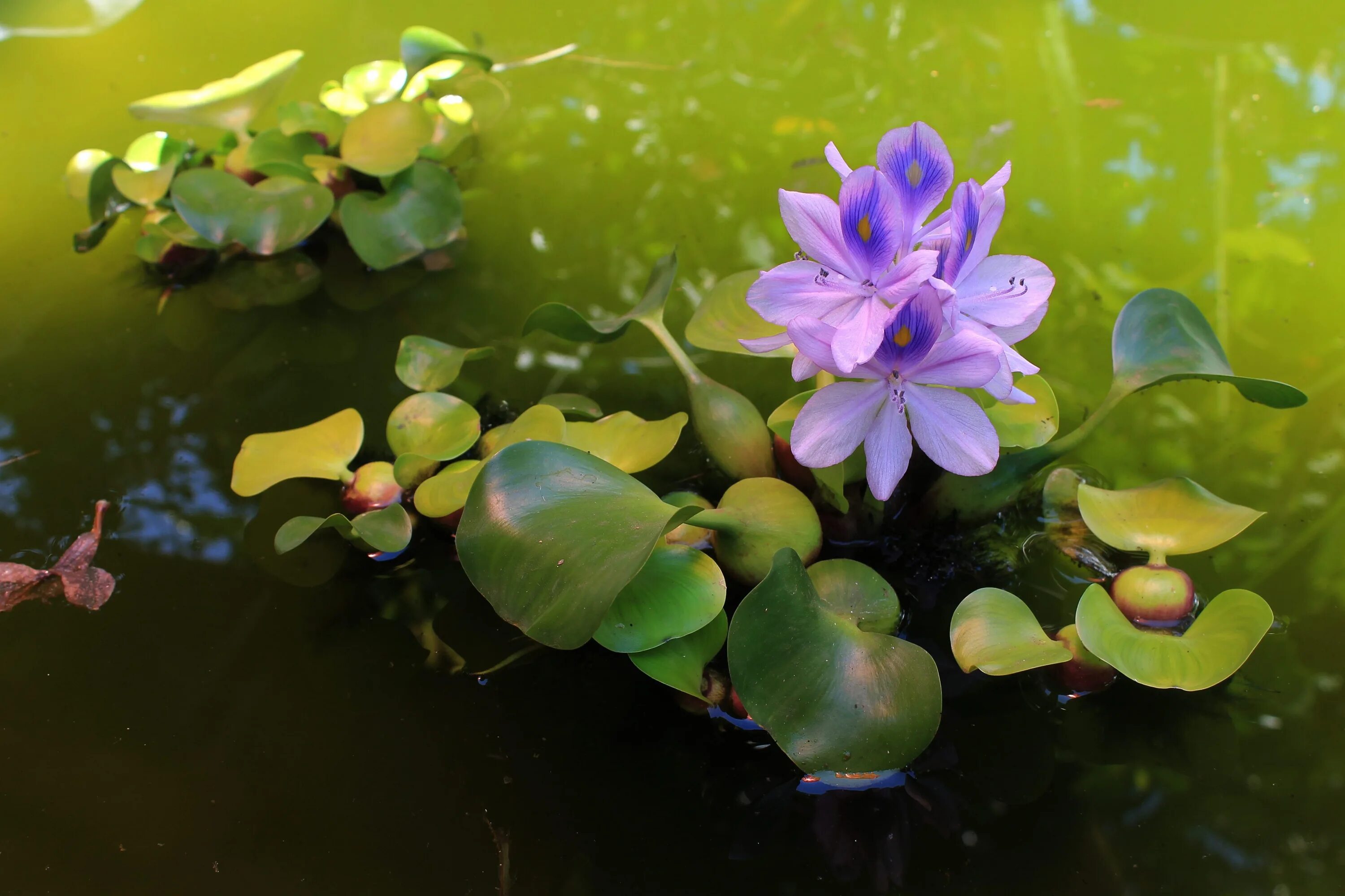 Водные растения запасают воду. Эйхорния Водный гиацинт. Цветок эйхорния Водный гиацинт. Эйхорния крассипес. Водяной гиацинт Eichhornia crassipes.