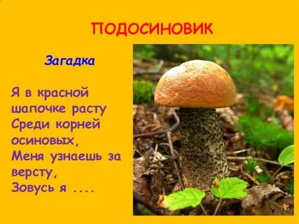 Составить познавательный текст про подосиновик