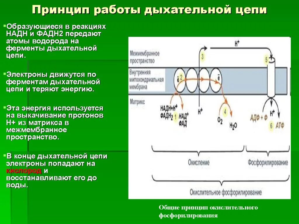 Дыхательная цепь переноса электронов биохимия. Дыхательная цепь митохондрий биохимия. Дыхательная цепь биохимия формула. Структура и функции компонентов дыхательной цепи.