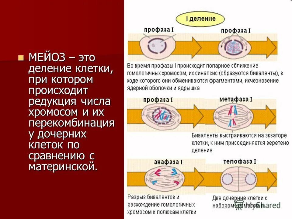 Редукция числа хромосом происходит во время. Диплоидная фаза. Редукция числа хромосом происходит. Редукция числа хромосом в мейозе. Значение мейоза.