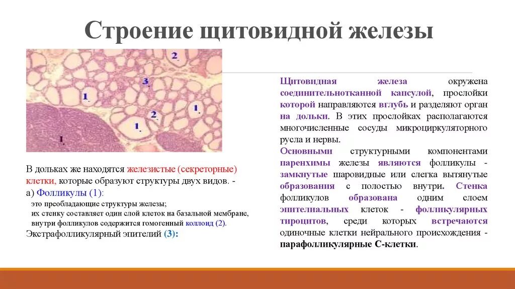 Послойное строение щитовидной железы. Щитовидная железа анатомия функции. Строение щитовидной железы гормоны анатомия. Щитовидная железа строение и функции гистология.