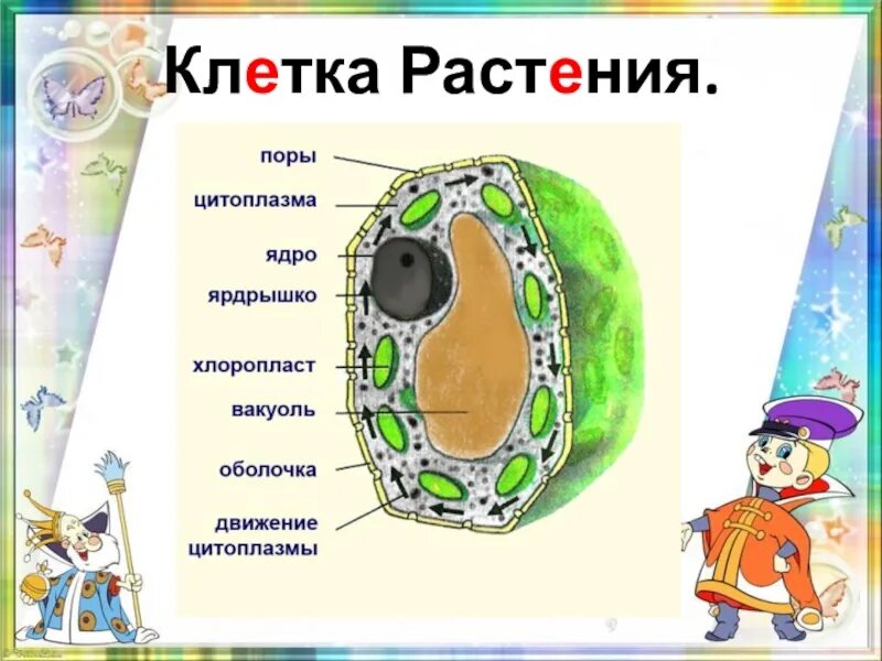 Растительная клетка царство