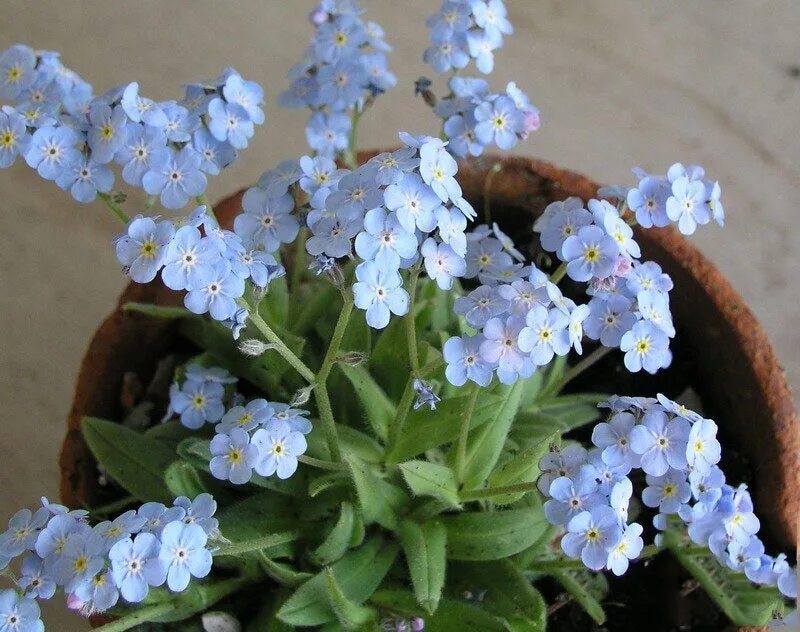 Можно ли незабудка. Незабудка Myosotis, Незабудка Альпийская. Незабудка Альпийская голубая. Незабудка Альпийская цветение. Незабудка Альпийская смесь.