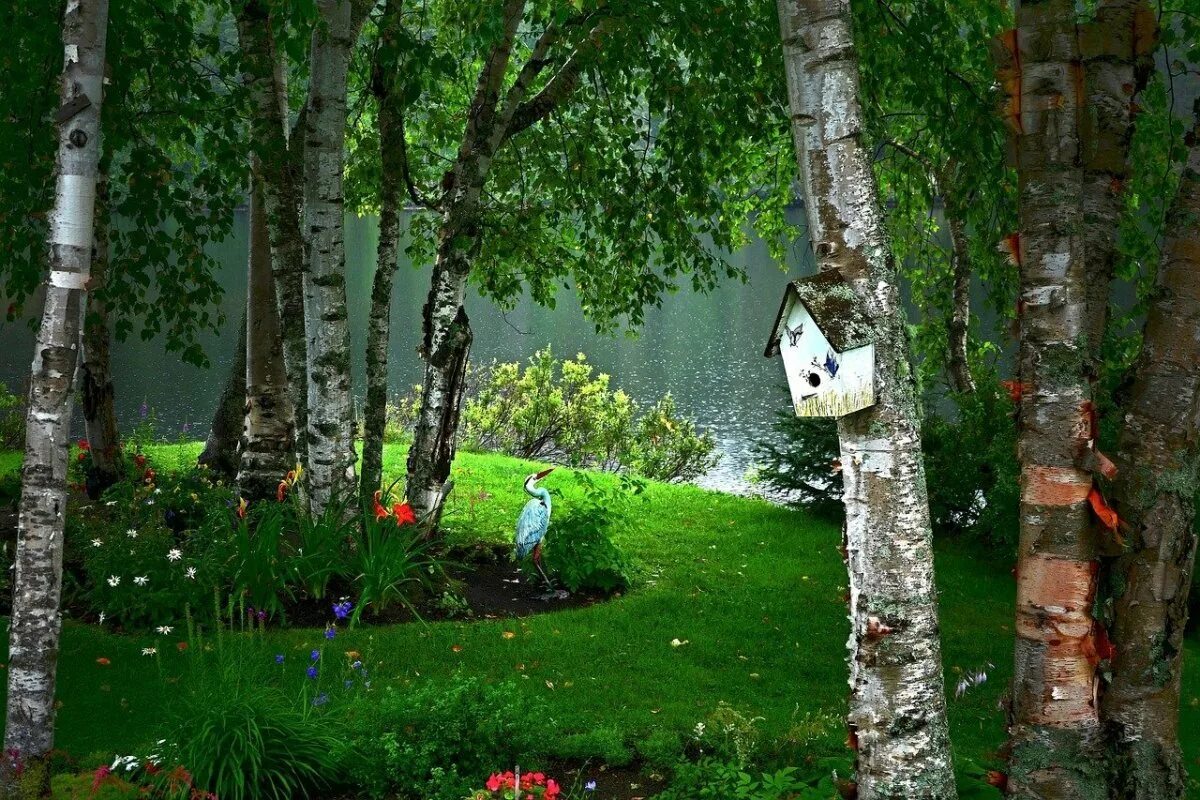 березовая роща казань. березовый лес дома. береза в саду на участке. березовая роща рязань. домик и березки.