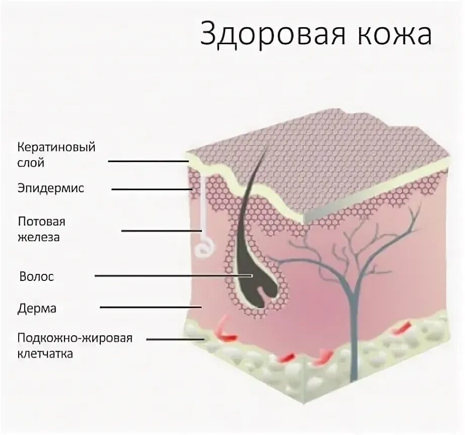 Дерма потовая железа кожа