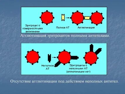 При отсутствии агглютинации с реагентами