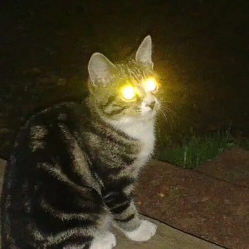 Светящиеся глаза кота. Кот ты можешь светить прямо видео. Кошка со светящимися глазами. Кот с сверкающими глазами. Светящиеся кошки.