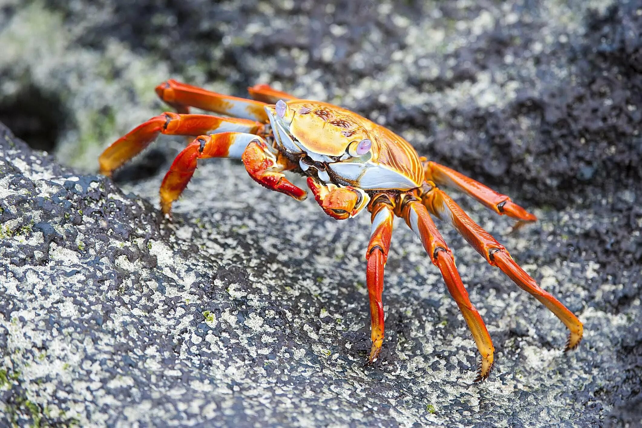 Ракообразные Crustacea. Краб Омар Членистоногие. Отряд десятиногие ракообразные. Grapsus Grapsus Crab. Крабы группа животных