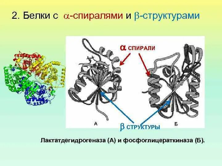 Белки строение свойства функции белков. Лактатдегидрогеназа четвертичная структура белка. структура белков. четвертичная структура лактатдегидрогеназа. лактатдегидрогеназа строение белка.
