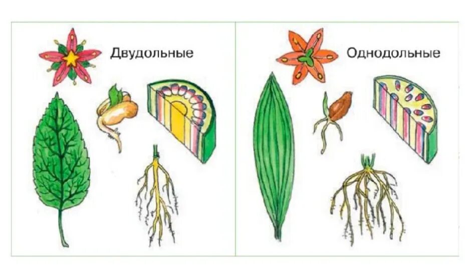 Однодольные и двудольные растения рисунок. Покрытосеменные растения класс двудольные. Класс Однодольные и класс двудольные. Признаки однодольных и двудольных растений.