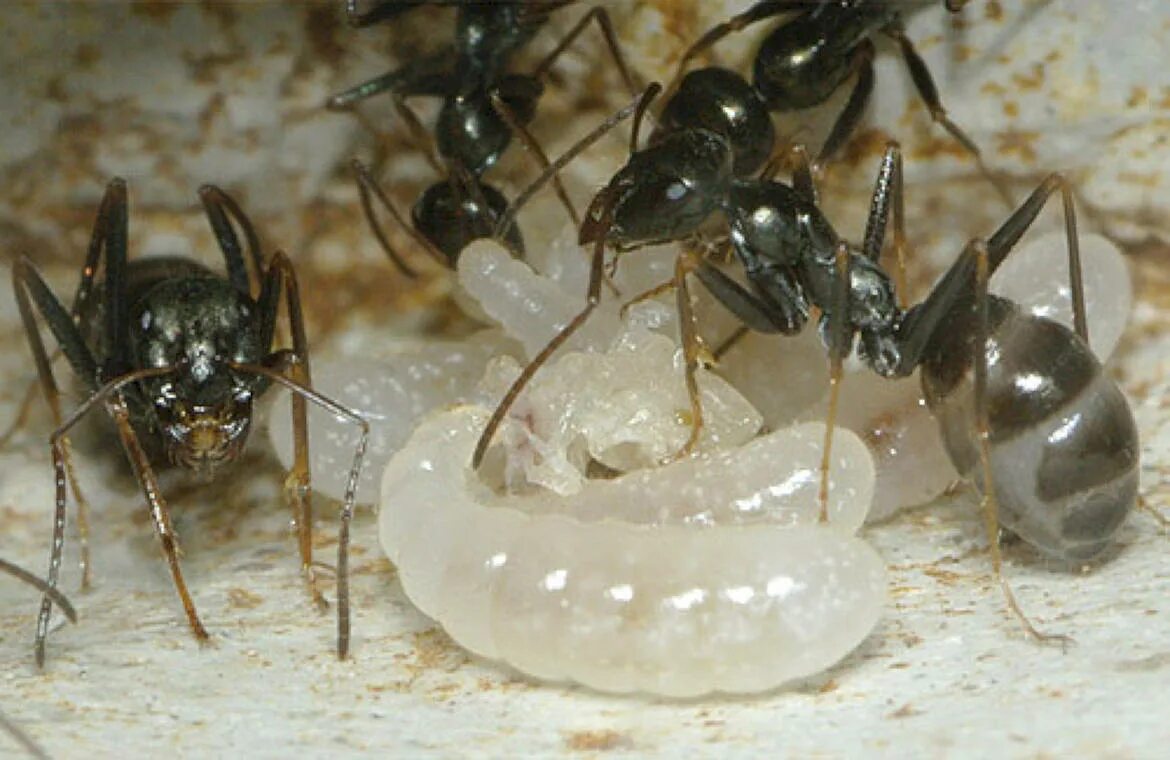 Какое развитие у муравья. Степной бегунок муравей. Степные бегунки муравьи. Cataglyphis aenescens матка. Cataglyphis aenescens бочки.