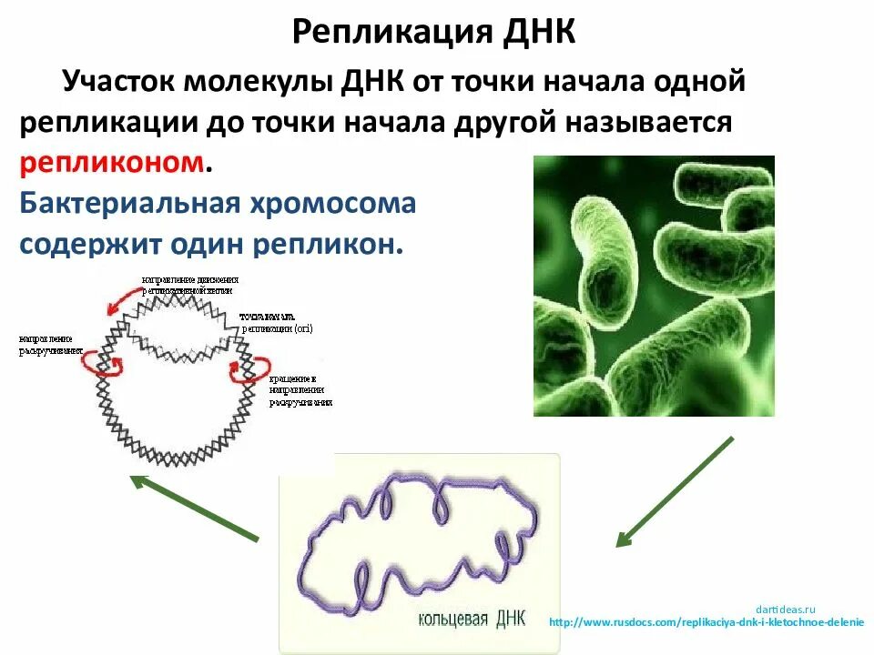 Бактерия замкнутая днк. Репликация бактериальной хромосомы. Репликация бактериальной клетки. Репликон бактерий. Репликация хромосомной ДНК бактерий.