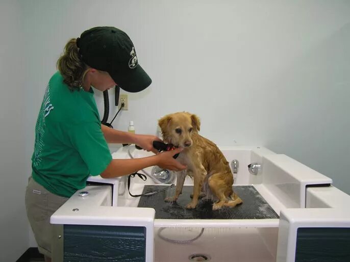 Груминг сервис. Груминг сервис аэропорт. Paw washing Station. Dog Outdoor Wash Station. Wash Cat Grooming.