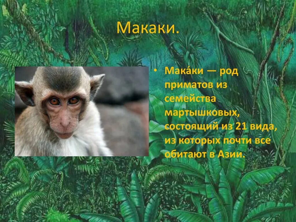 Сообщение о макаке. Макаки презентация. Макаки сообщение. Доклад про макаку. Статья об обезьянах в энциклопедии 3