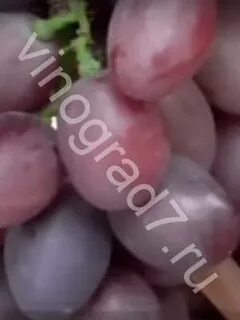 Виноград фаэтон