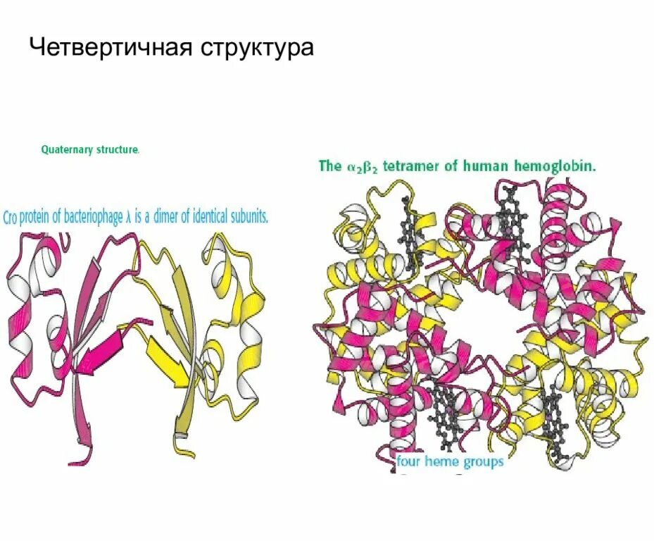 Нековалентные связи в четвертичной структуре белка. Ферменты с четвертичной структурой. Четвертичная структура стабилизируется. Четвертичная структура биохимия.