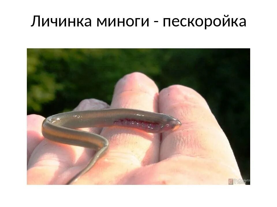 Сообщение о личинках миног. Личинка миноги пескоройка.