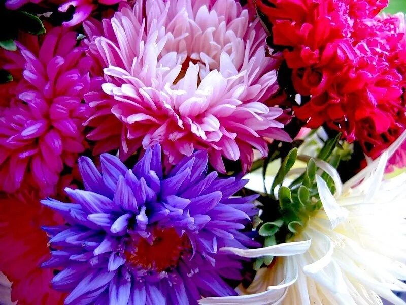 Астра хризантемовидная смесь. Астра. Пионообразные астры. Картинка день астры. Астра леди коралл темно красная.