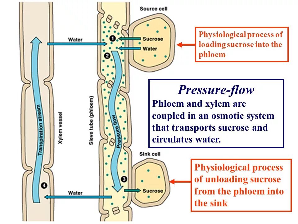 Flow pressure. Physiological process in plants. mass flow in phloem. transport of sucrose in non-woody plant в разрезе. the process of unloading.
