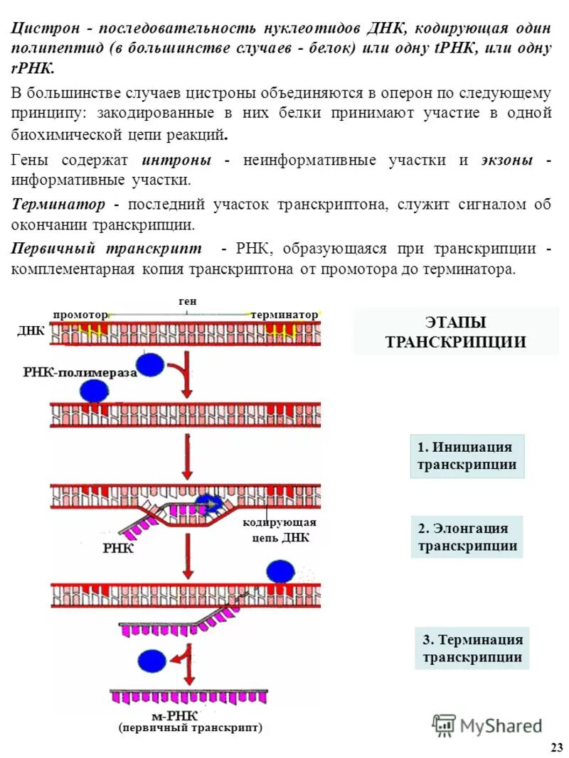 Кодирующая цепь днк имеет последовательность. Ген цистрон. Оперон и цистрон. Структура цистрона. Цистрон ДНК.