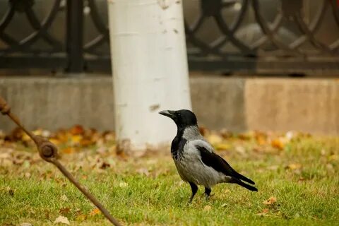 Примета ворона на улице