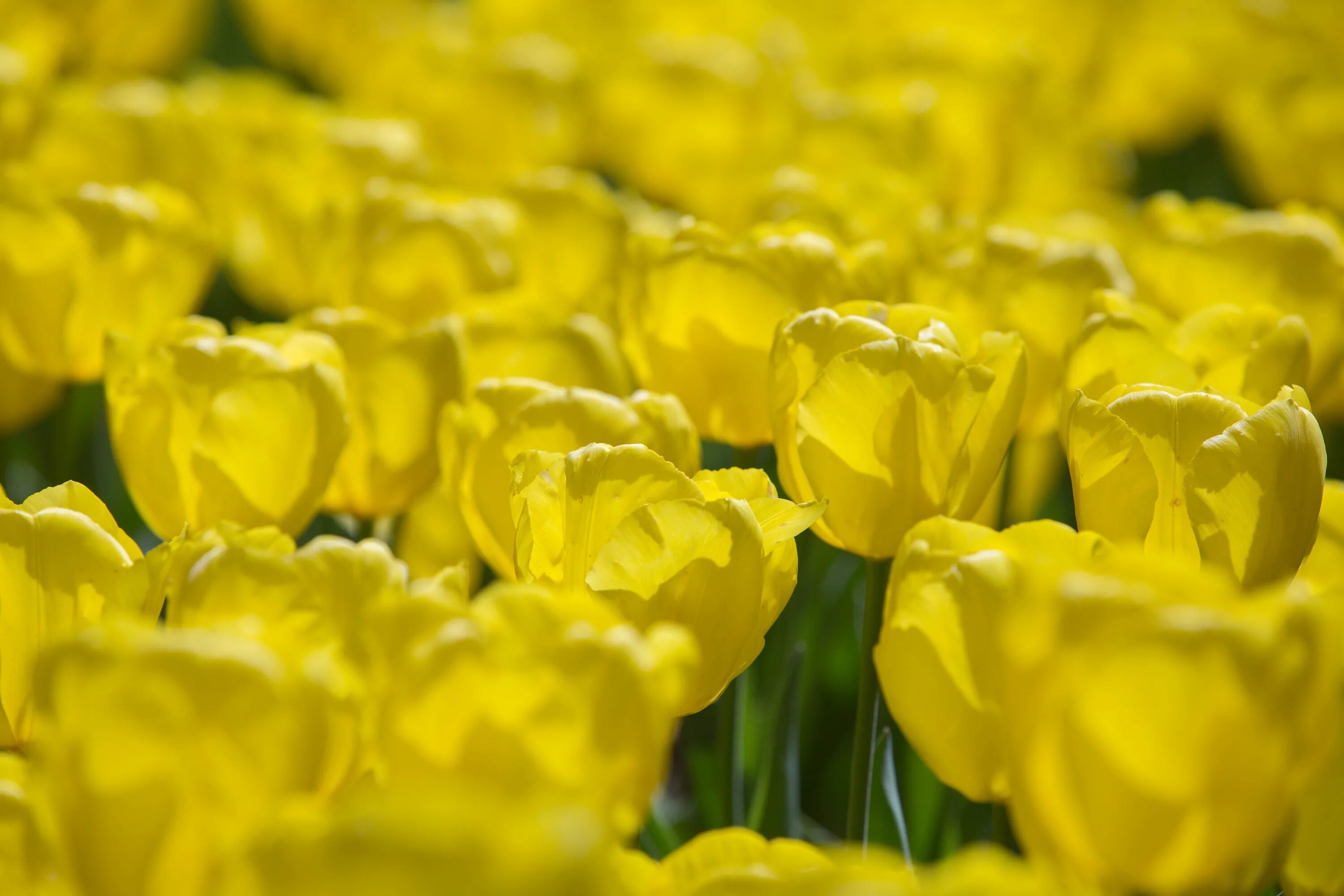 Тюльпан красно жёлтый онтарио. Минусовка желтые тюльпаны. Желтая тюль. Королева желтые тюльпаны. Поле желтых тюльпанов.