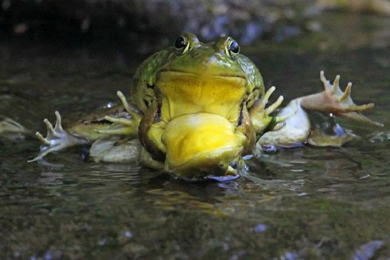 стихи про лягушат. хвастливая лягушка сказка. сутеев лягушка. кубинский свистун лягушка. гаршин в.