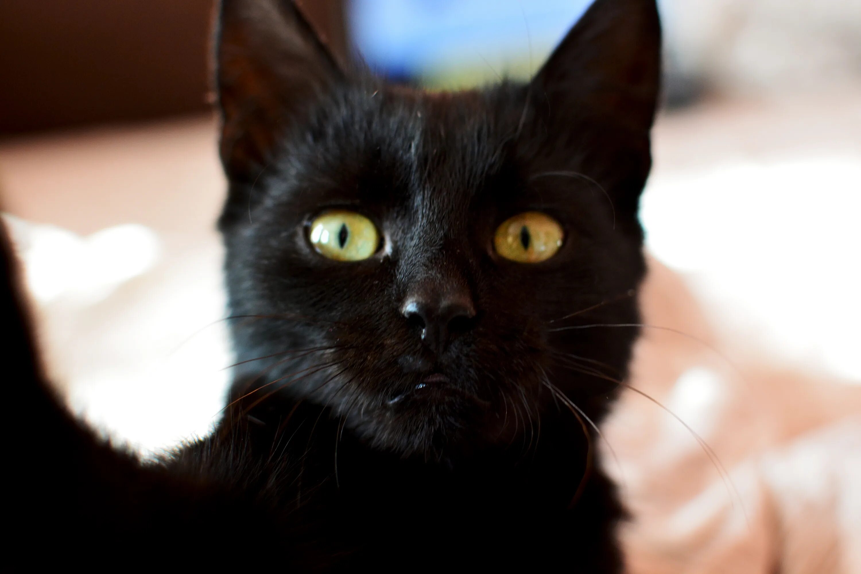 Черные котята во сне к чему снятся. Черный кот селфи. Приснился черный кот. Селфи с черной кошкой. Селфи черный котик.