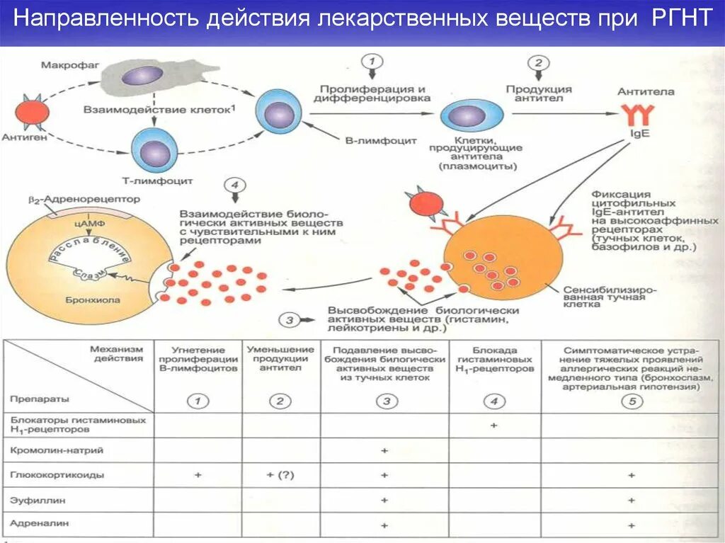 Реакция гиперчувствительности немедленного типа. Средства при реакциях гиперчувствительности немедленного типа. рецепторы тучных клеток. реакция гиперчувствительности немедленного типа туберкулез.