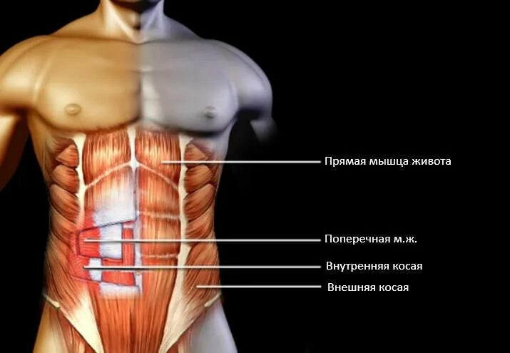 Поперечная мышца живота. Пресс мышцы живота анатомия. Строение мышц брюшного пресса. Мышцы живота анатомия Федюкович. Поперечная мышца живота анатомия.