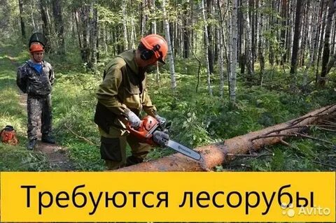 Лесоруб со статьей про илью ковригина 6