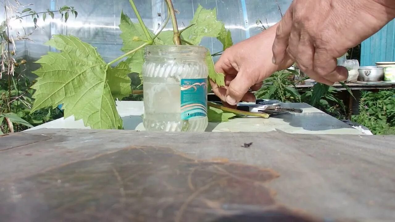 Укоренение черенков винограда в воде. Микроклональное размножение винограда. Укоренение винограда зелеными черенками. Размножение виноградной лозы отводками. Укореняем черенки винограда.