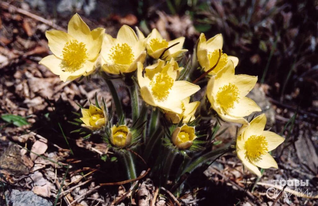 Легенды о цветах подснежник. Прострелы желтые в прибайкалье. Галантус подснежник воронова. Подснежник лекарственное растение или нет. Стихи про первоцветы.