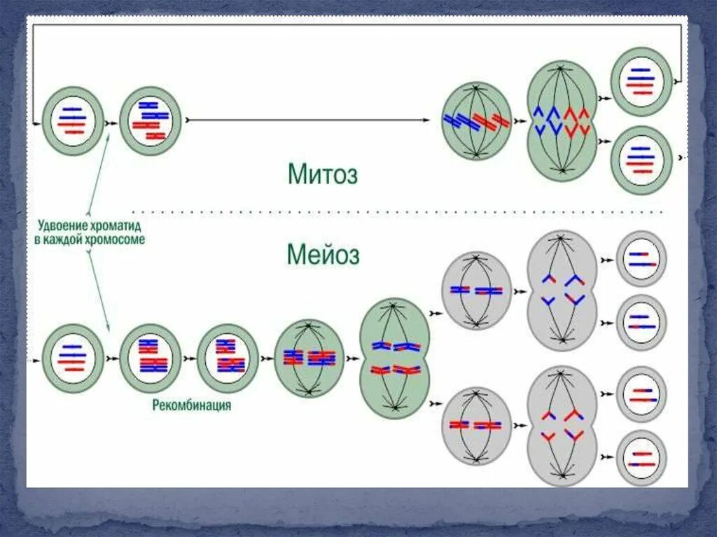 Схема деления митоза и мейоза. Схема деления клетки митоз и мейоз. Плоидность фаз митоза. Схемы фаз митоза и мейоза. После окончания мейоза