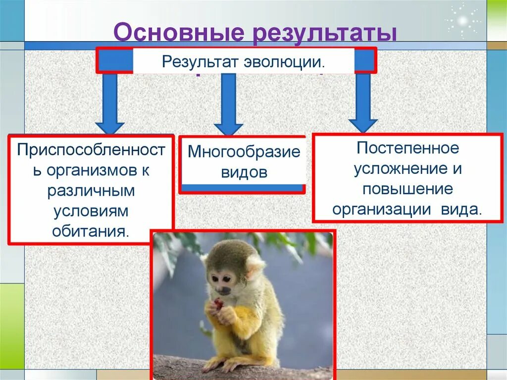 В чем проявляются усложнения организации. Результаты эволюции. Результаты эволюции: многообразие видов. Результаты эволюционного процесса. Многообразие животных результат эволюции.