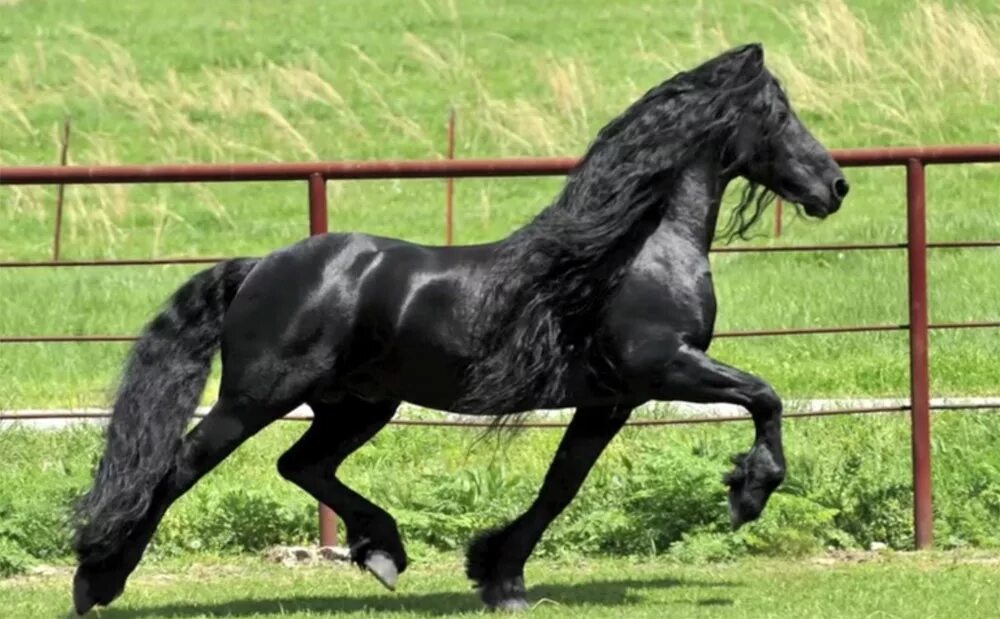 появляются фризы. фризская порода лошадей вороная. фриз фризская лошадь. современный фриз. иберийская порода лошадей.