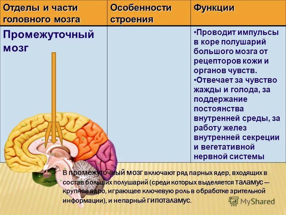 Большие полушария функции таблица. Отделы структура и функции головного мозга. Отделы головного мозга расположение строение функции. Строение и функции каждого отдела головного мозга. Функции отделов головного мозга анатомия.
