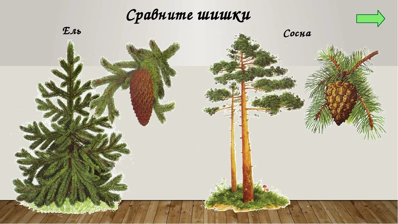 Ель и сосна отличия хвоинок. Различие елки и ели. Елка или ель разница. Разница между сосной и елью. Пихта ель и сосна отличия.