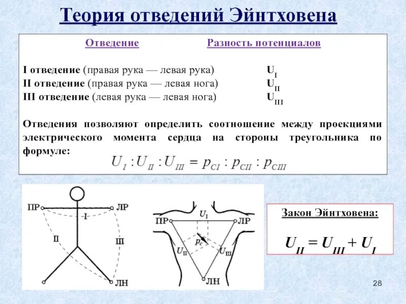 Разность потенциалов между руками. Теория отведений Эйнтховена, три стандартных отведения.. Электрокардиография треугольник Эйнтховена. Стандартные отведения по теории Эйнтховена. Физические основы электрокардиографии теория Эйнтховена.