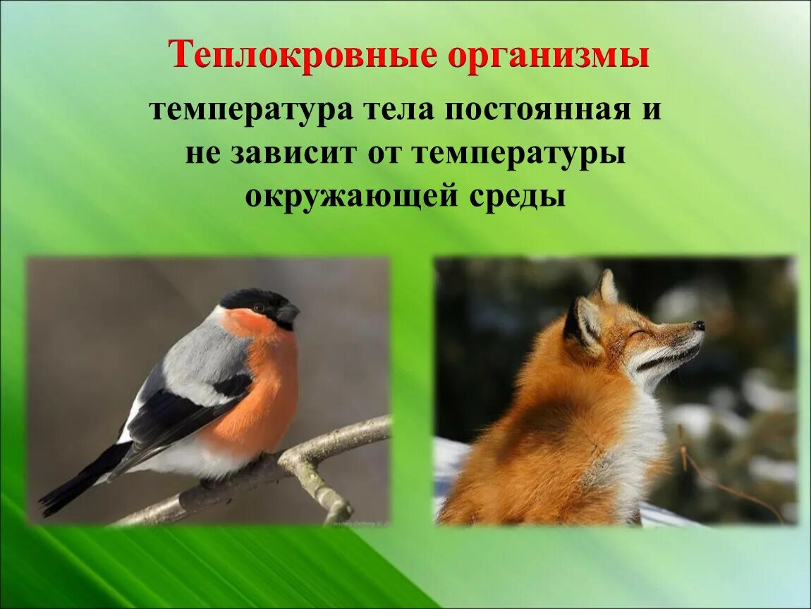 Выберите животных не имеющих постоянной температуры тела