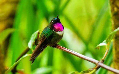 Sleeping hummingbird