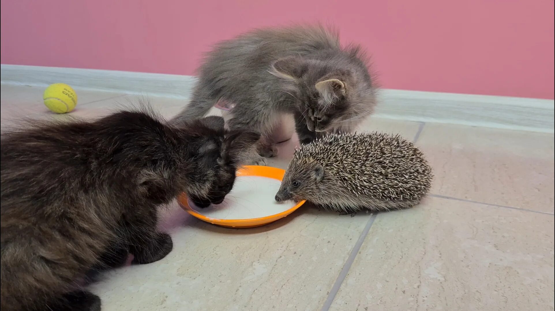 Текст кошка и еж. Ежик и котенок. котенок и ежонок. кошка и еж. котенок с ежиком.