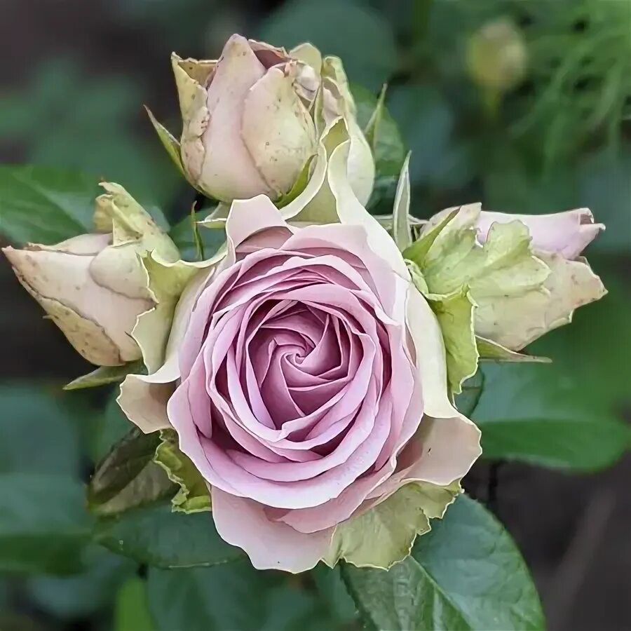 Роза тиара фото и описание Плантация Uhuru Milele Flowers кенийские розы оптом, купить цветы оптом от п