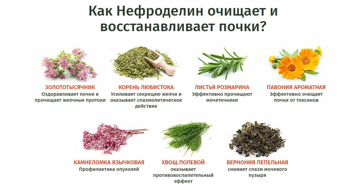 Кружка проверочное слово. Народные средства при цистите. Фитотерапия при цистите. Благоухать проверочное слово. Проверочное слово к слову душистый.
