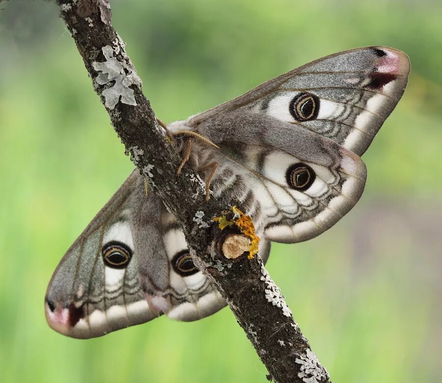 Павлиноглазка малая Saturnia Pavonia. Бабочка Павлиноглазка. Бабочка Saturnia Pavonia. Павлиноглазка Грушевая кокон. Чем питается бабочка павлиноглазка