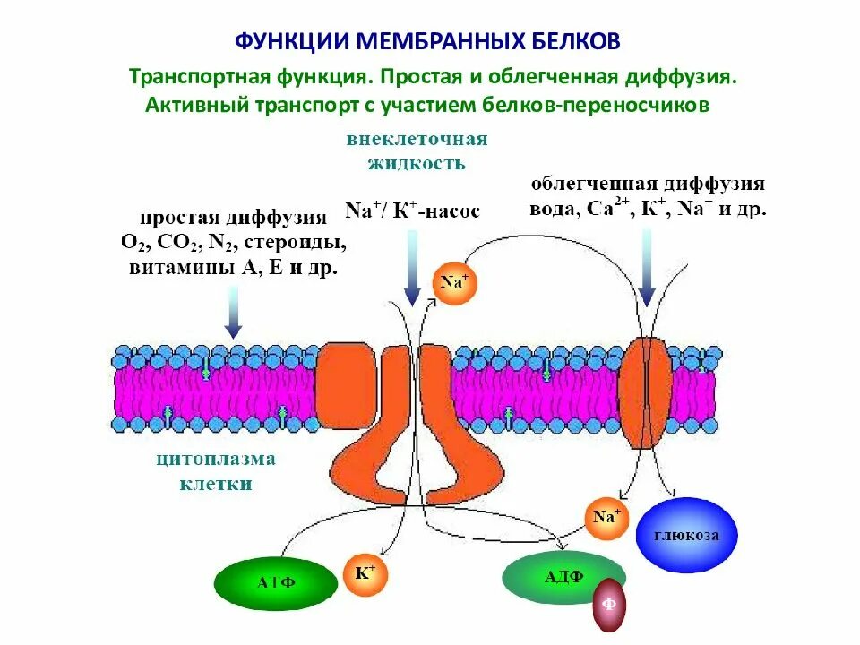 Транспортные мембранные белки схема. Транспортные белки мембраны функции. Транспортная функция мембраны клетки. Транспортные белки клеточных мембран.