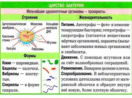 Свойства характерные для организма клетки